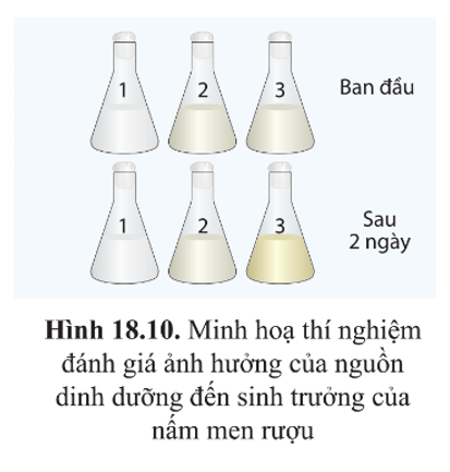 BÀI 18 - SINH TRƯỞNG VÀ SINH SẢN Ở VI SINH VẬT