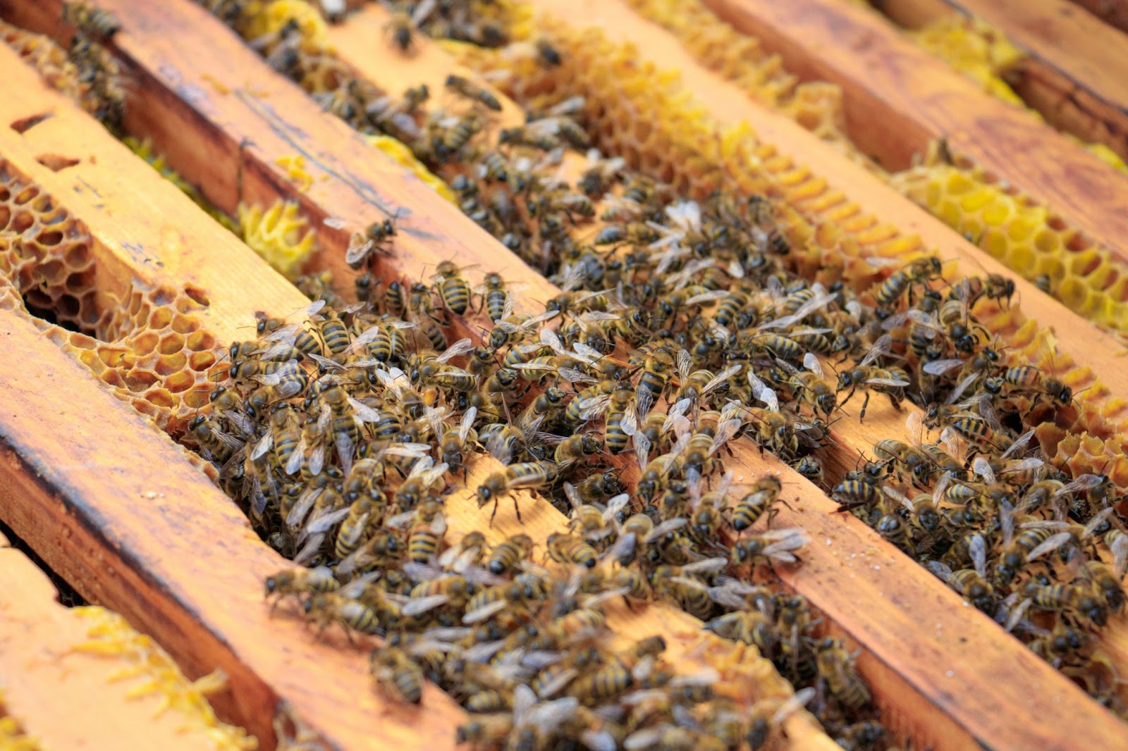 how to start a beehive without money