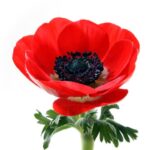 Anemone Flower