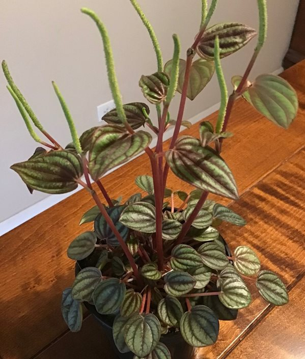 How to Plant Peperomia