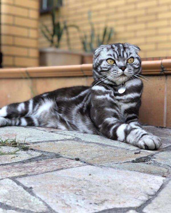 A cat lying on a stone surface

Description automatically generated