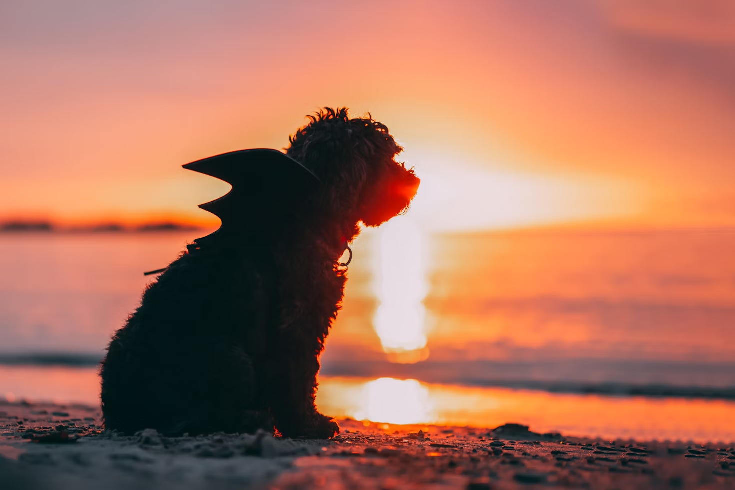 Estos disfraces de Halloween para perro son lo más cute que hemos visto - AD_4nXcgRm3jyoo2CktAm6EUkUjGFmx5ARfrIONNJbvh5FpSxkC8gCKno2X7A6h38W8Z-DBg810-Hx2WPriwe2t7S6fwVsUq7aennoblK8_oMadV4s4BQJ42pIuWkRSY1sZ3U688gNty3hQeVP7H8dkeO1YO3NkF?key=fjgyxD8C_MTRoTiX6XHfMw