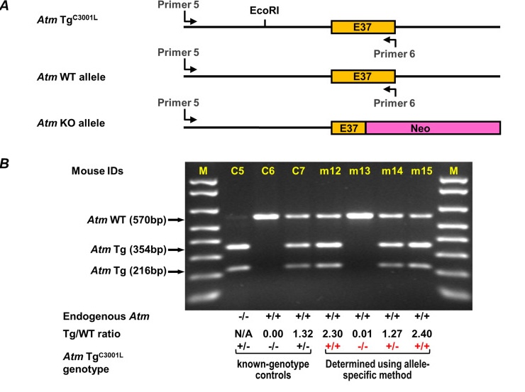 20: PCR - Biology LibreTexts