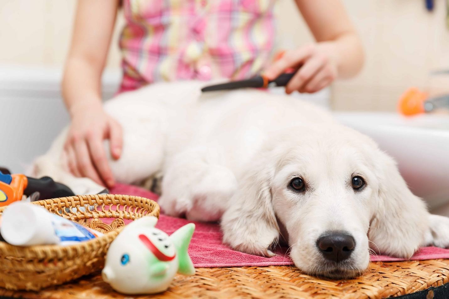https://www.theacademyofpetcareers.com/wp-content/uploads/2018/05/AdobeStock_78276529.jpeg
