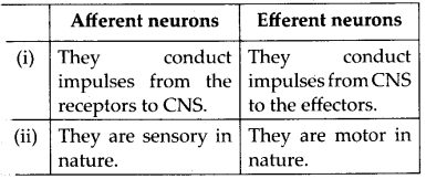 NCERT Solutions For Class 11 Biology Neural Control and Coordination Q12