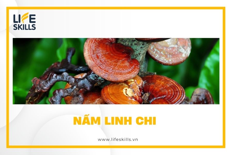 Nấm linh chi