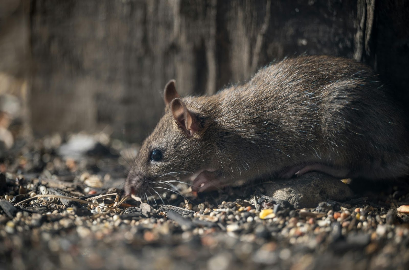 Close-up of a rat foraging on the ground, highlighting common pest behavior in outdoor areas.