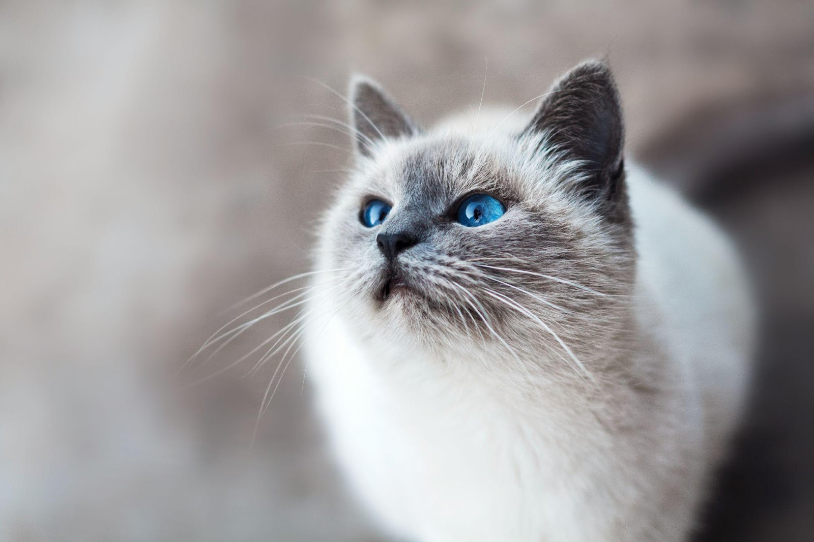 Weird Cat Bathroom Behaviors Explained