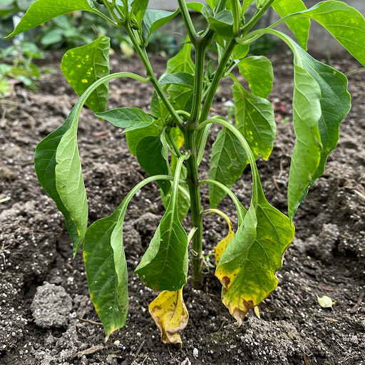 Common Mistakes to Avoid When Growing Bell Peppers