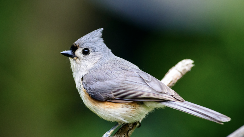 Bird of the Month: Tufted Titmouse | Mississippi State University Extension  Service