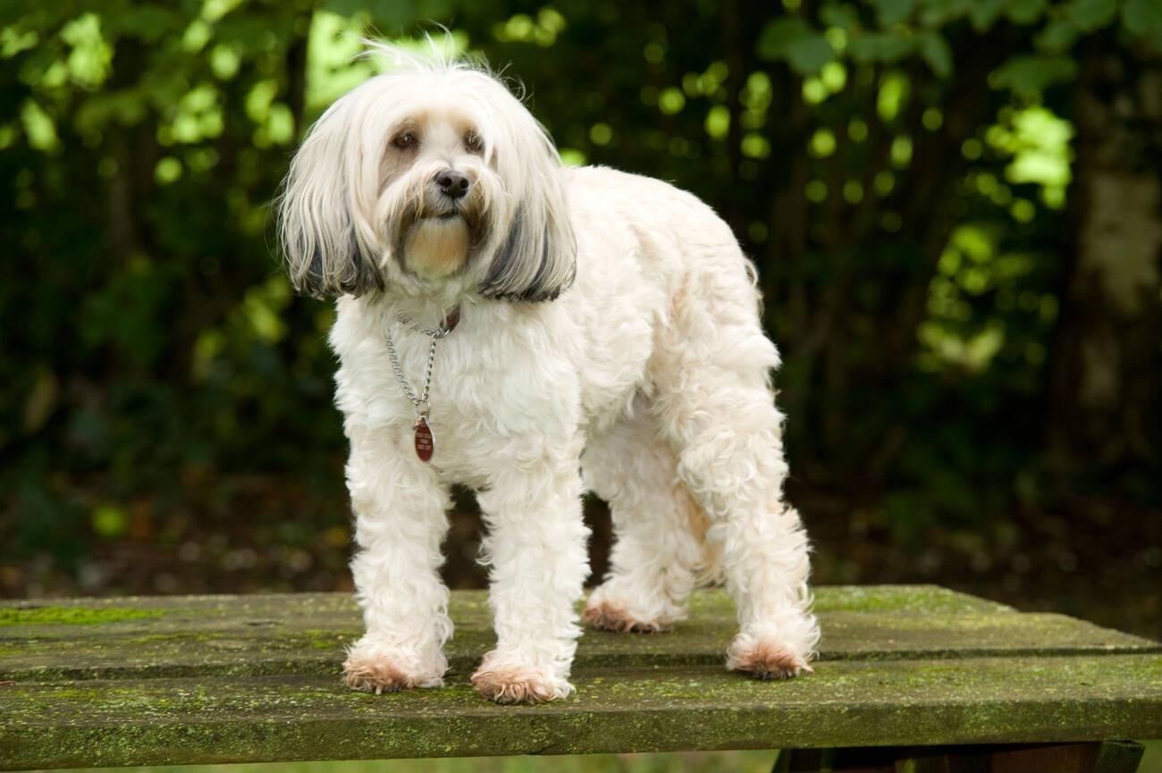 Lhasa Apso