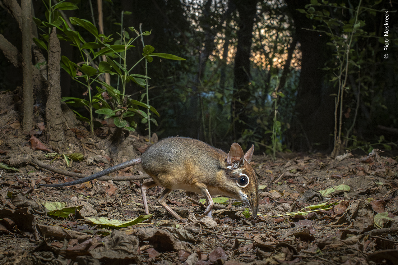 https://c02.purpledshub.com/uploads/sites/62/2024/11/Piotr-Naskrecki-Wildlife-Photographer-of-the-Year.jpg