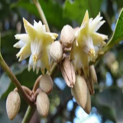 Spanish Cherry Flower