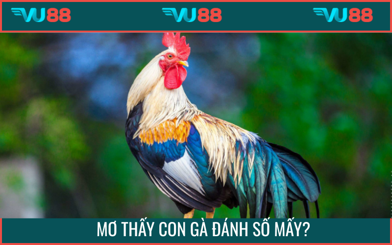 Mơ thấy con gà đánh số mấy?