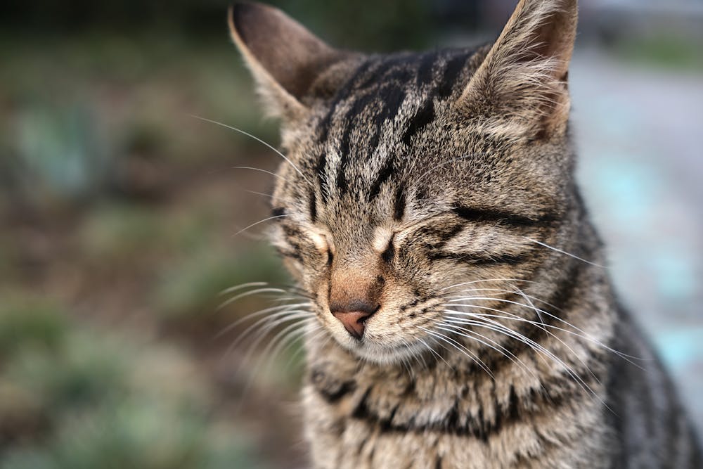 Peaceful tabby cat with closed eyes outdoors