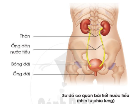 2. Chức năng của các cơ quan bài tiết nước tiểuCâu 1: Hãy chỉ và nói chức năng từng bộ phận của cơ quan bài tiết nước tiểu trong hình dưới đây?Giải nhanh:Cầu thận lọc máu và tạo thành nước tiểu - qua ống dẫn nước tiểu - tới bàng quang chứa nước tiểu - sau đó đưa nước tiểu ra ngoài.Câu 2: Điều gì sẽ xảy ra với cơ thể nếu cơ quan bài tiết nước tiểu ngừng hoạt động?Giải nhanh:Nếu cơ quan bài tiết nước tiểu ngừng hoạt động khiến thận chúng ta bị tổn thương và lâu về sau sẽ bị hư thận và con người sẽ chết.3. Một số cách phòng tránh bệnh sỏi thận