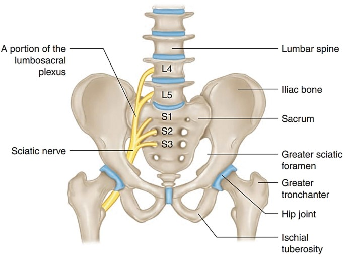 anterior view of the sciatic nerve