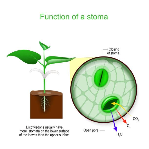 1,400+ Stomata Leaf Stock Photos, Pictures & Royalty-Free ...