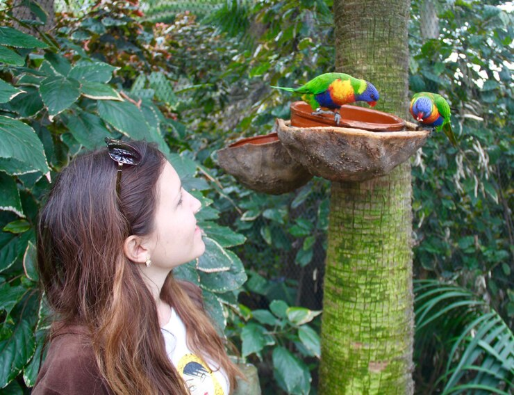 A lady found these two beautiful baby parrots taking in water and asked herself, what to do if you find a baby animal in the Forest, Guess she wants to enange them