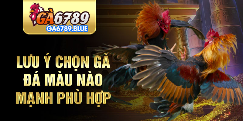 Lưu ý chọn gà đá màu nào mạnh phù hợp