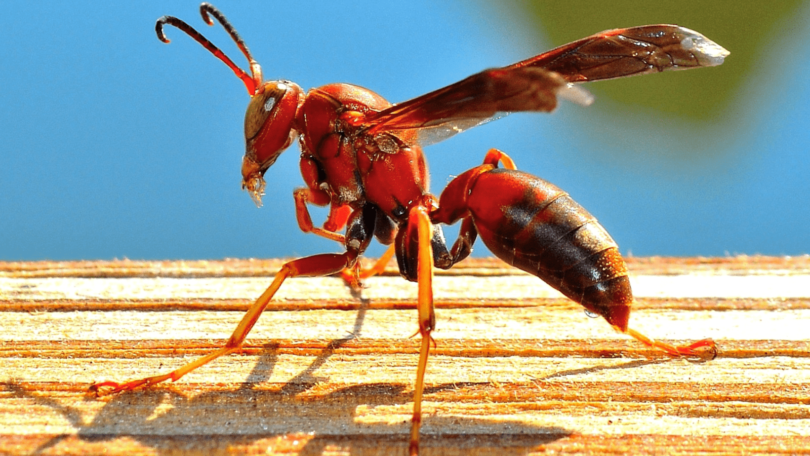 Red wasp in Texas perched on wooden surface displaying its distinctive reddish-brown coloring and slender body shape