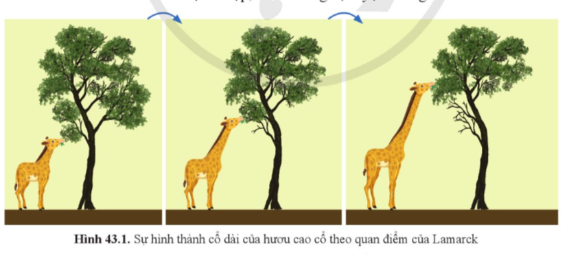 BÀI 43: CƠ CHẾ TIẾN HÓA