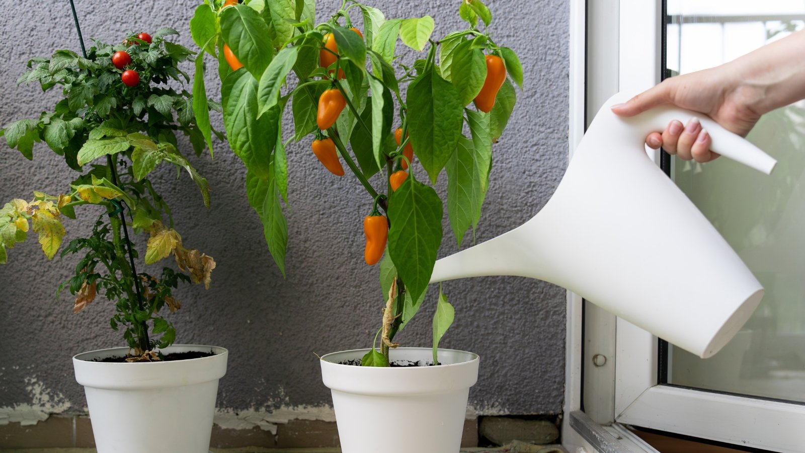 Capsicum annuum in white containers with red and orange fruits, watered near a sunlit indoor window