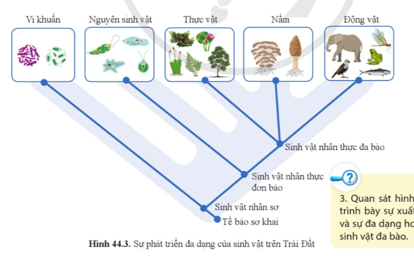 BÀI 44: SỰ PHÁT SINH VÀ PHÁT TRIỂN SỰ SỐNG TRÊN TRÁI ĐẤT