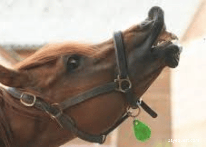 Flehmen Response in Horses