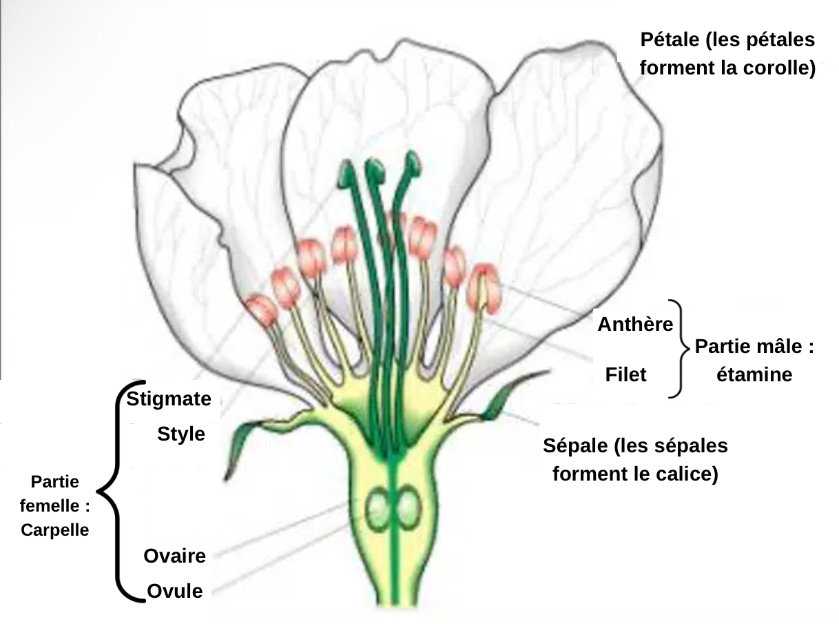 Botanique apicole : Introduction et liste des plantes visitées par les abeilles - PLANTES MELLIFÈRES