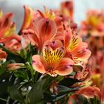 lily flower name in hindi