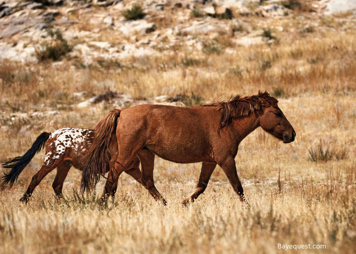 Mongolian Horse Breed