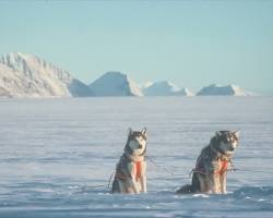 南極探検の犬ぞりの画像