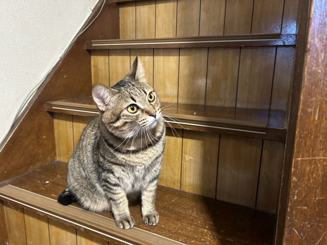 階段にいるキジトラ猫