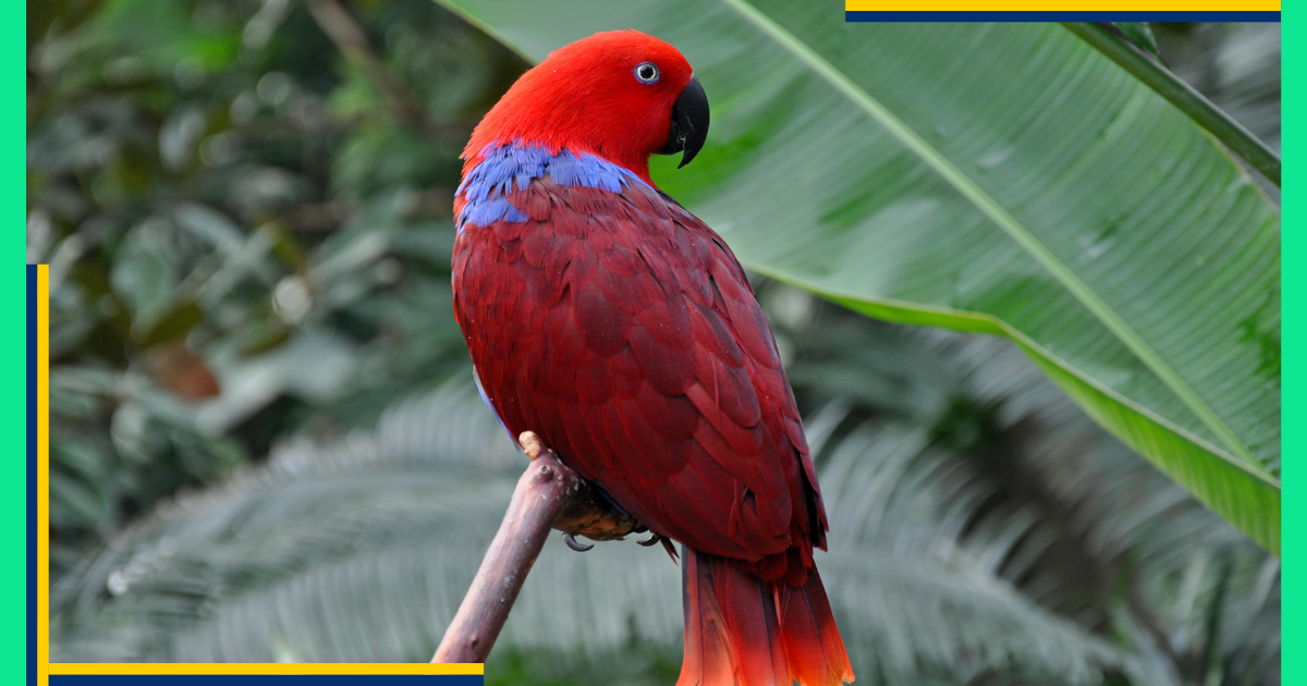 Eclectus Parrot