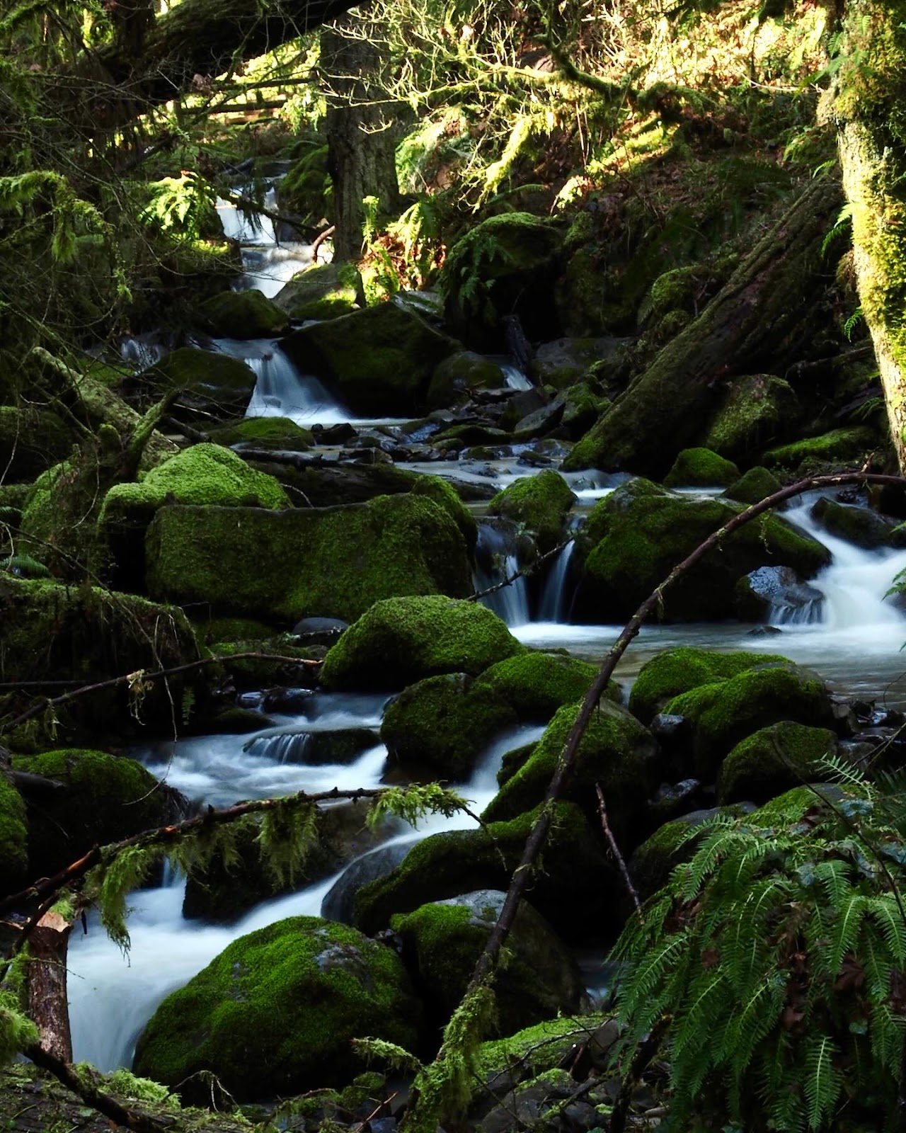 Forest Park
