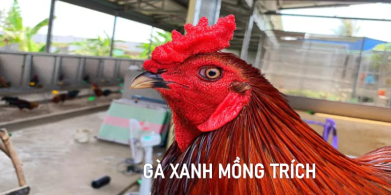 Gà xanh mồng trích