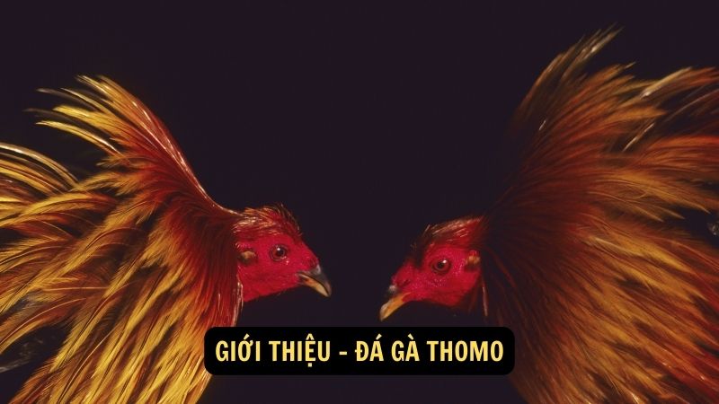 Giới thiệu - đá gà thomo