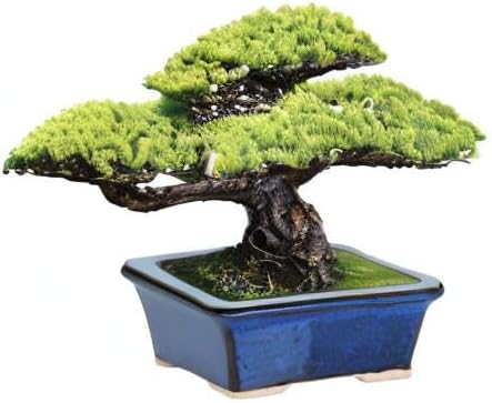 Blue Rectangular bonsai Pot 