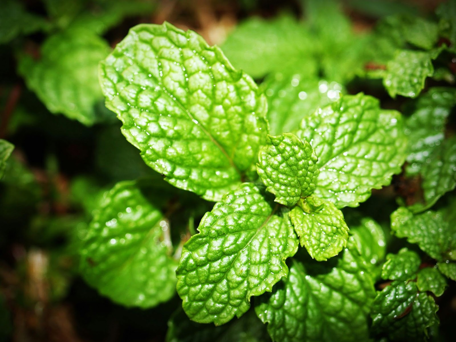 Fresh mint leaves covered in morning dew, demonstrating mint as a strong-scented herb that deer typically avoid and a popular ingredient in natural deer repellent formulations