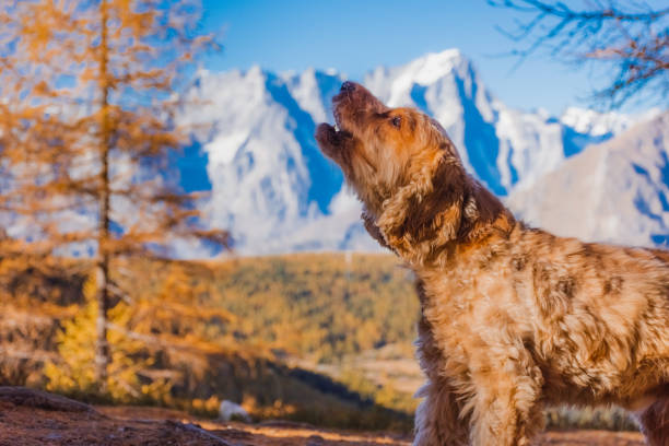 Golden Mountain Dog