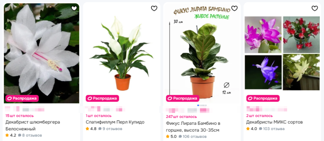 Как выбрать комнатные цветы