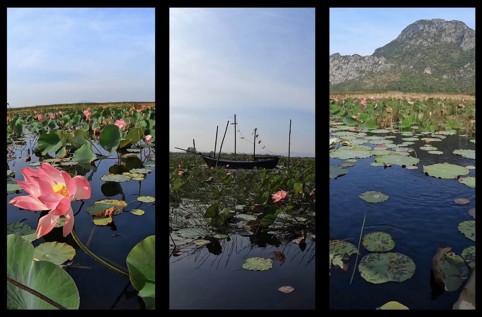 lotus pond surrounded by cliffs in Khao Sam Roi Yot