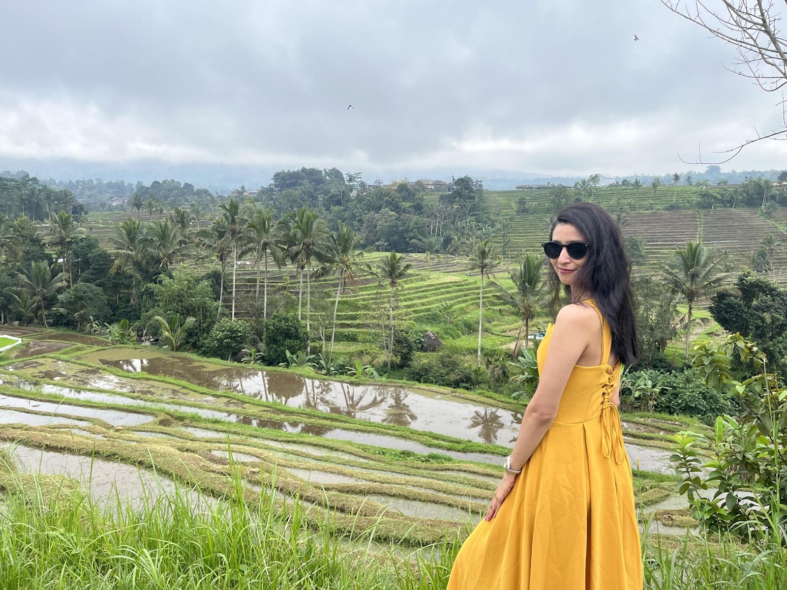 green lush rice field in north bali 