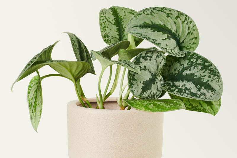 Scindapsus care guide: A hardy, stylish houseplant