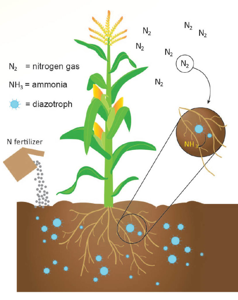 Apply Nitrogen-Based Fertilizer