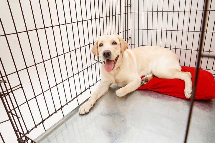 Labrador retriever puppy laying down in its crate.