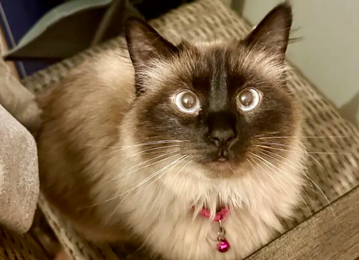 Himalayan Cat Faces Unprecedented Abandonment