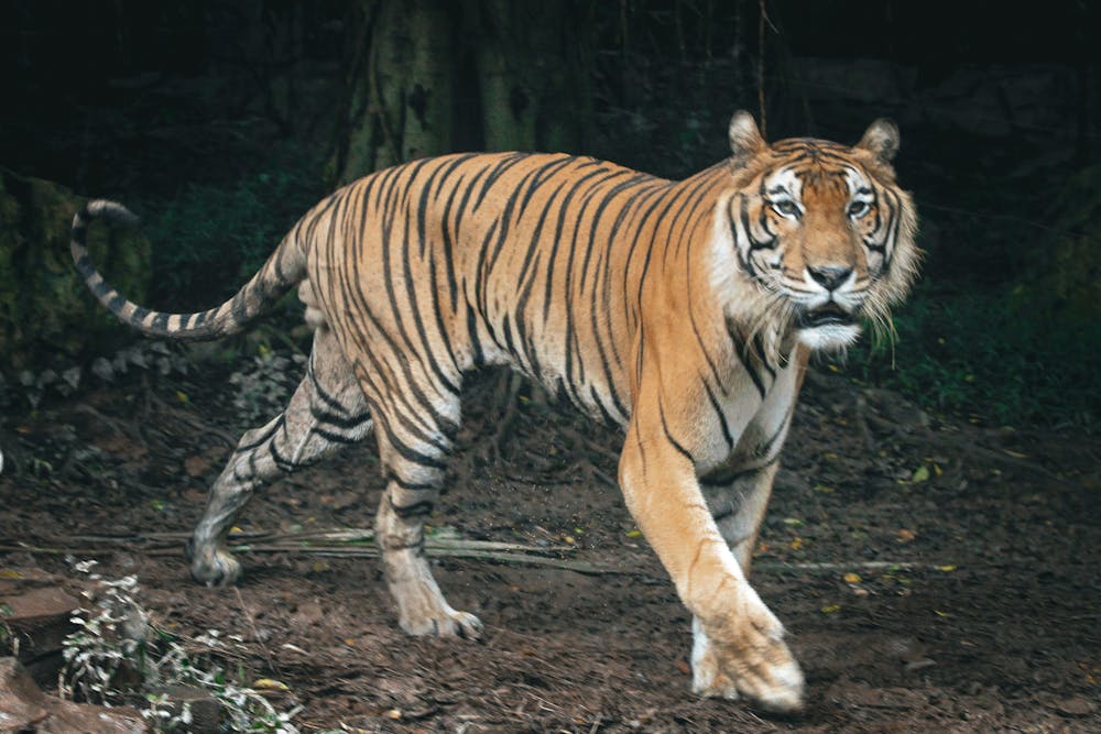 A Dangerous Tiger Walking