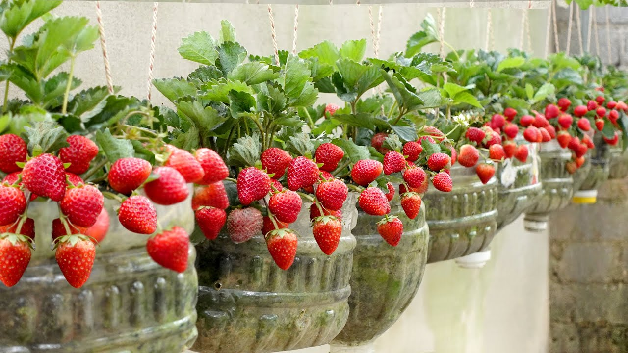 Strawberry growing guide